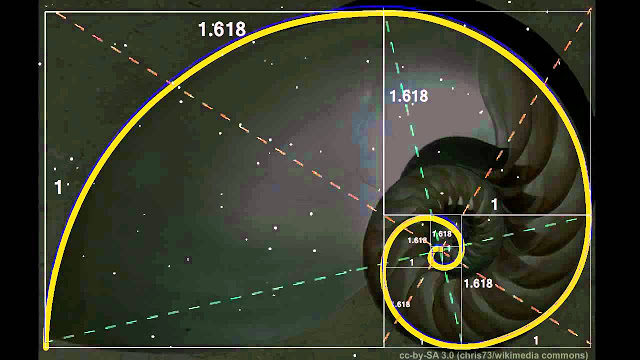 完美的瓜子臉長寬比為34: 21，約為1.619